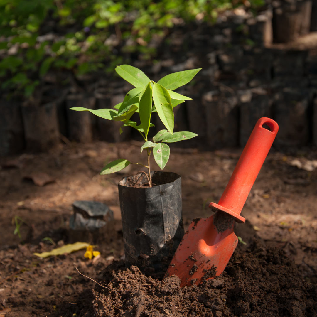 Services Professionnels d’Entretien de Maison et de Jardin